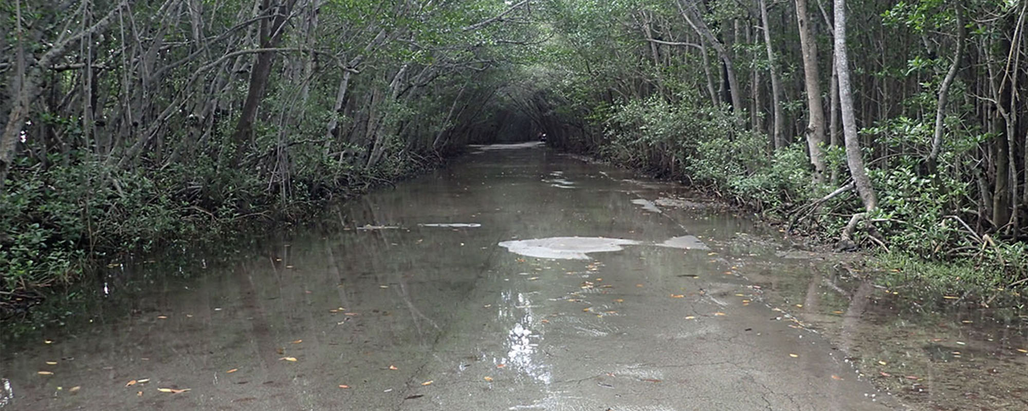 Matheson Hammock Park Sea Level Rise Flood Mitigation Roadmap and Plan