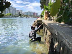 seawall repair palm beach