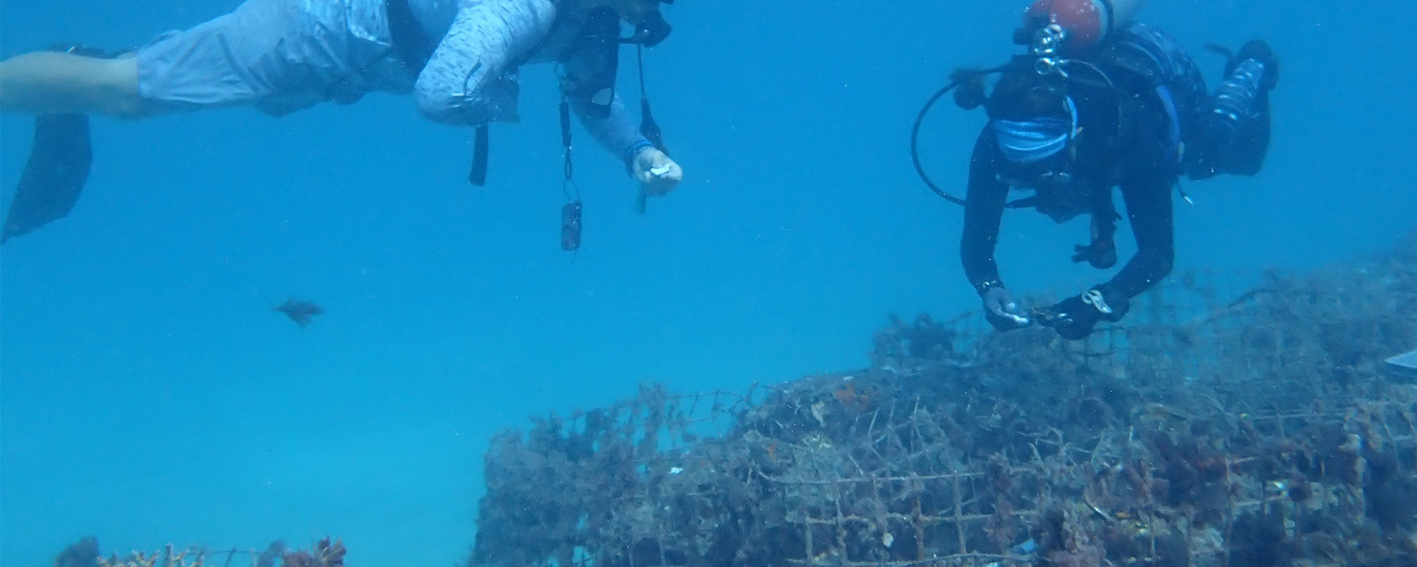 PortMiami Terminal H Coral Relocation